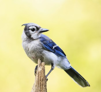 Blue jay bird. Free public | Free Photo - rawpixel