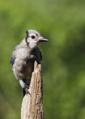 Blue jay bird. Free public | Free Photo - rawpixel