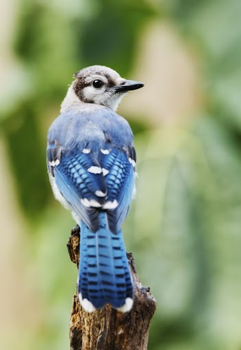 Blue jay bird. Free public | Free Photo - rawpixel