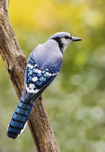 Blue jay bird. Free public | Free Photo - rawpixel