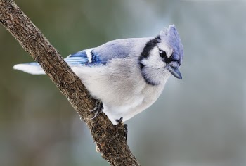Blue jay bird. Free public | Free Photo - rawpixel