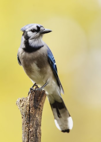 Blue jay bird. Free public | Free Photo - rawpixel