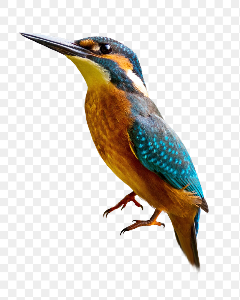 Blue jay bird png sticker, | Free PNG - rawpixel