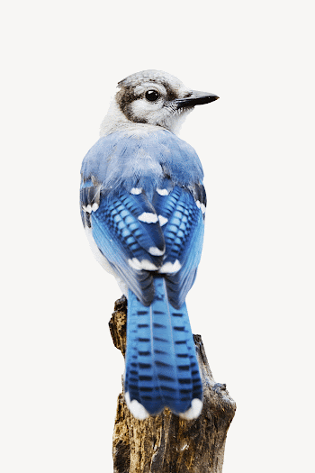 Blue jay collage element psd | Free PSD - rawpixel
