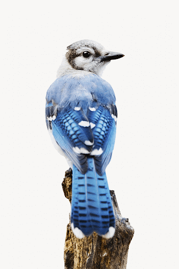 Blue jay isolated animal image | Free Photo - rawpixel