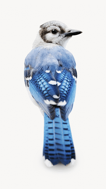 Blue jay isolated animal image | Free Photo - rawpixel