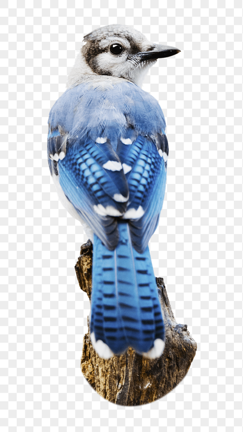 Blue jay png sticker, transparent | Free PNG - rawpixel