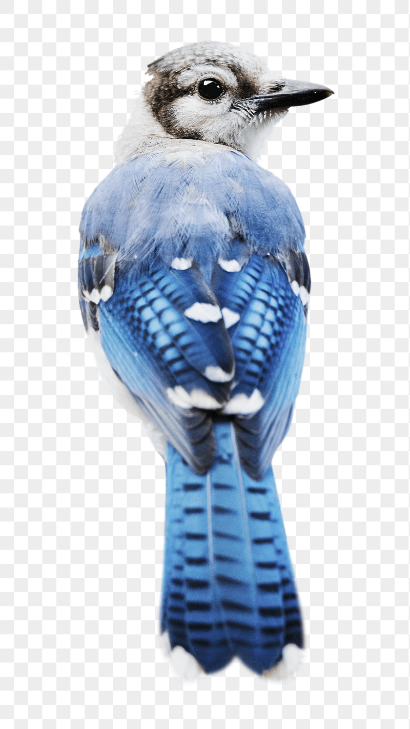 Blue jay png sticker, transparent | Free PNG - rawpixel