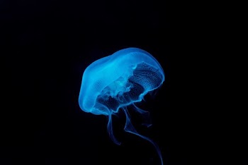 blue jelly fish