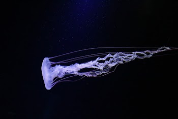 Blue Jellyfish