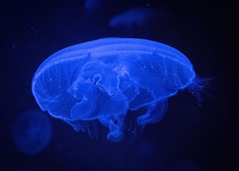blue jellyfish