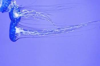 Blue Jellyfish