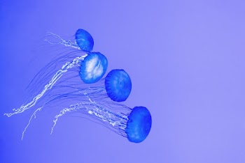 Blue Jellyfish Illustration