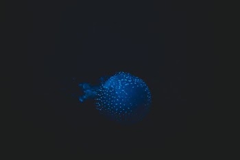 blue jellyfish on black background