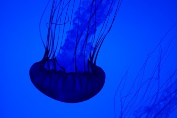 Blue Jellyfish Underwater