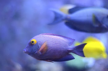 Blue kole tang fish closeup. | Free Photo - rawpixel