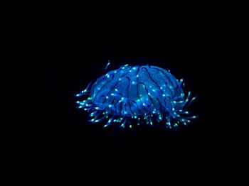 Blue Lamp