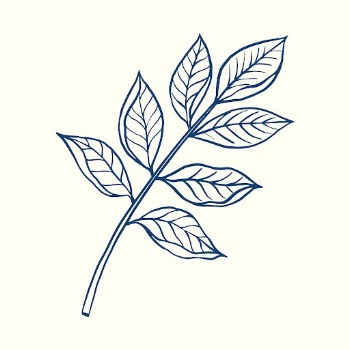 Blue leaf sticker, vintage botanical | Free Vector Illustration - rawpixel
