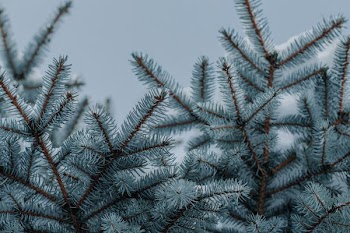 blue leaf tree