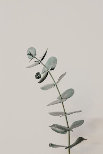 blue leafed plant