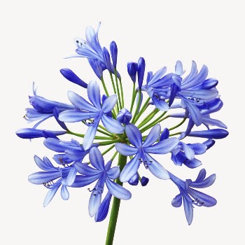 Blue lily image, isolated on white | Free Photo - rawpixel