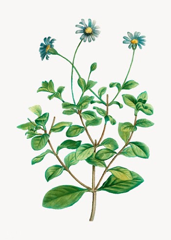 Blue marguerite flowers | Free stock vector - 568545