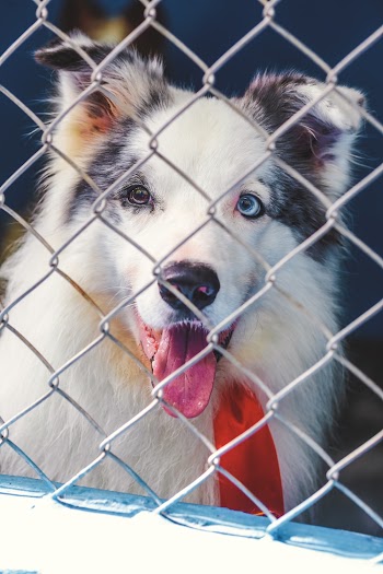 Blue Merle Australian Shepherd