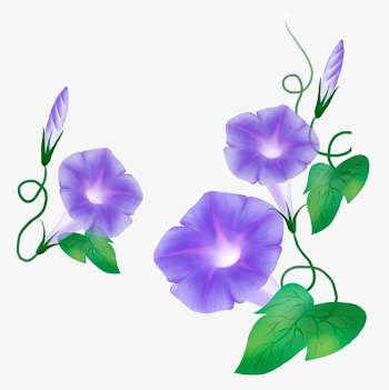 Blue Morning Glory, Morning Clipart, Flowers, Flower PNG ...