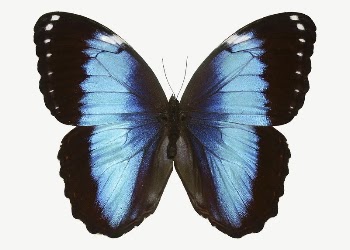 Blue morpho butterfly collage element, | Free PSD - rawpixel
