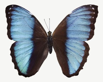 Blue morpho butterfly collage element, | Free PSD - rawpixel