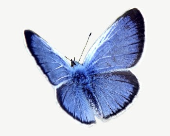 Blue morpho butterfly collage element, | Free PSD - rawpixel