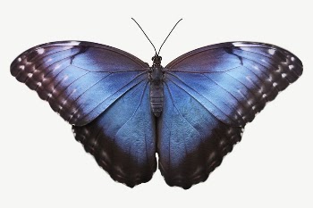 Blue morpho butterfly collage element, | Free PSD - rawpixel