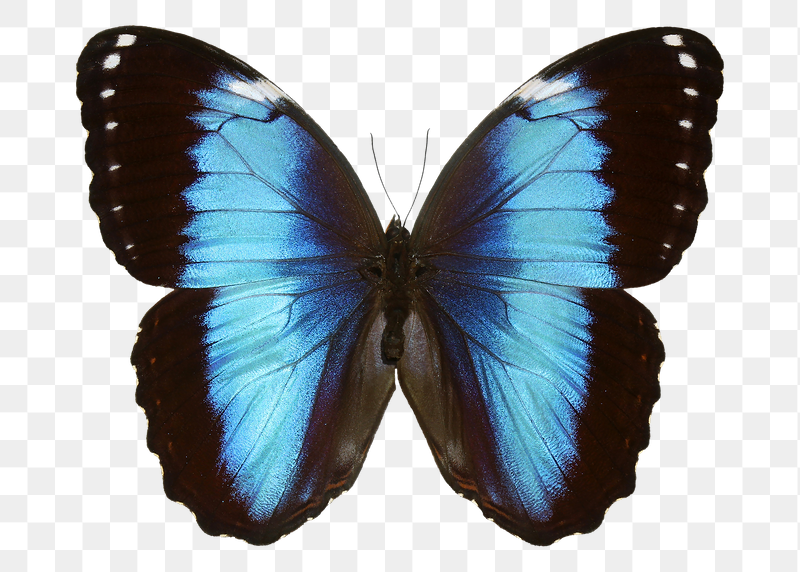 Blue morpho butterfly png sticker, | Free PNG - rawpixel