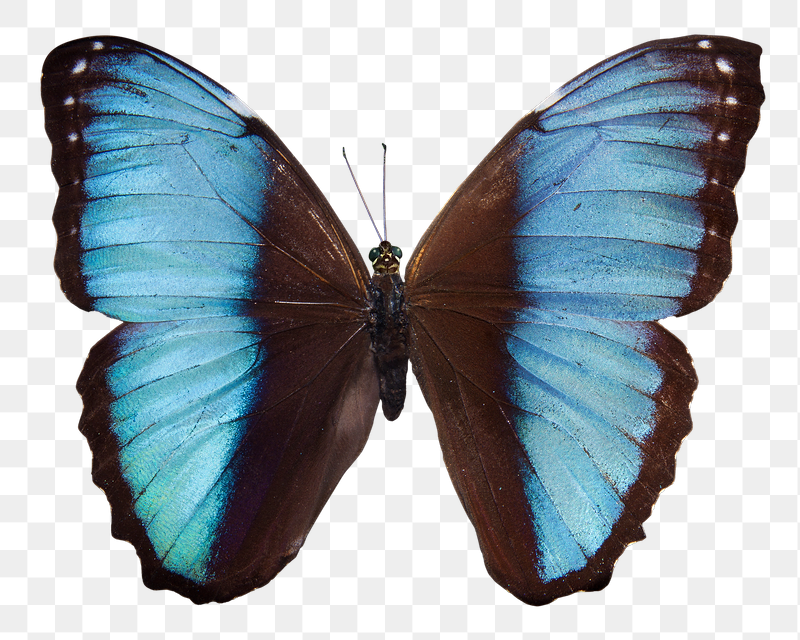 Blue morpho butterfly png sticker, | Free PNG - rawpixel