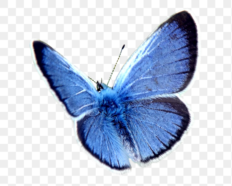 Blue morpho butterfly png sticker, | Free PNG - rawpixel