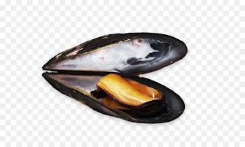 Blue mussel Clam Moules-frites Fish - fish 