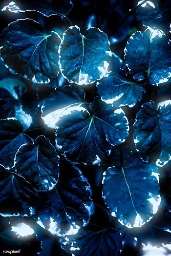 Blue neon Polyscias Balfouriana leaves | Free  photo - 2270440