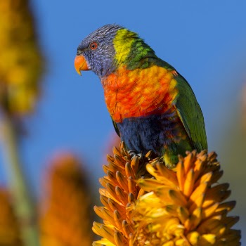 Blue Orange and Green Bird on Yellow Flower