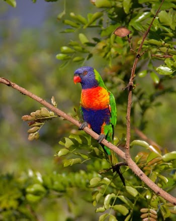 Blue Orange and Green Parrot Resting on Brown Branch