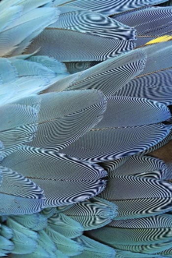 Blue parrot feathers pattern, animal | Free Photo - rawpixel