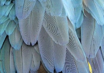 Blue parrot feathers pattern, animal | Free Photo - rawpixel