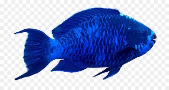 Blue parrotfish Aquarium Marine mammal - fish 