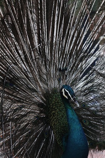Blue Peacock