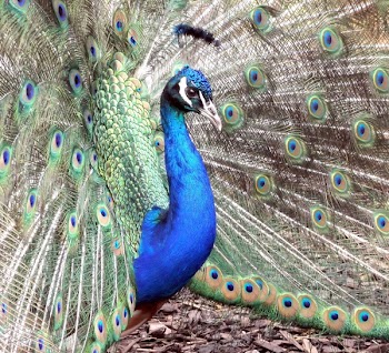 Blue Peacock
