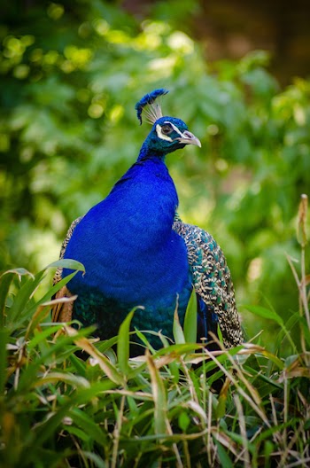 Blue Peacock on Green Grass Field in Macro Photography