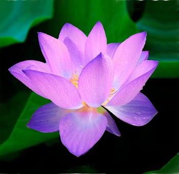 Blue Petaled Flower