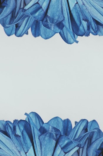 Blue Petaled Flower