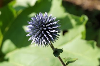 Blue Petaled Flower Close-up Photography