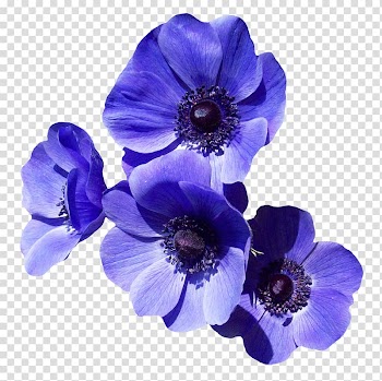 Blue petaled flowers, Flower Purple , Purple Flower transparent background PNG clipart