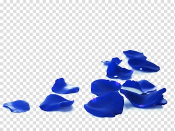 Blue petals lot, Rose Petal Red, BLUELOVER rose petals transparent background PNG clipart